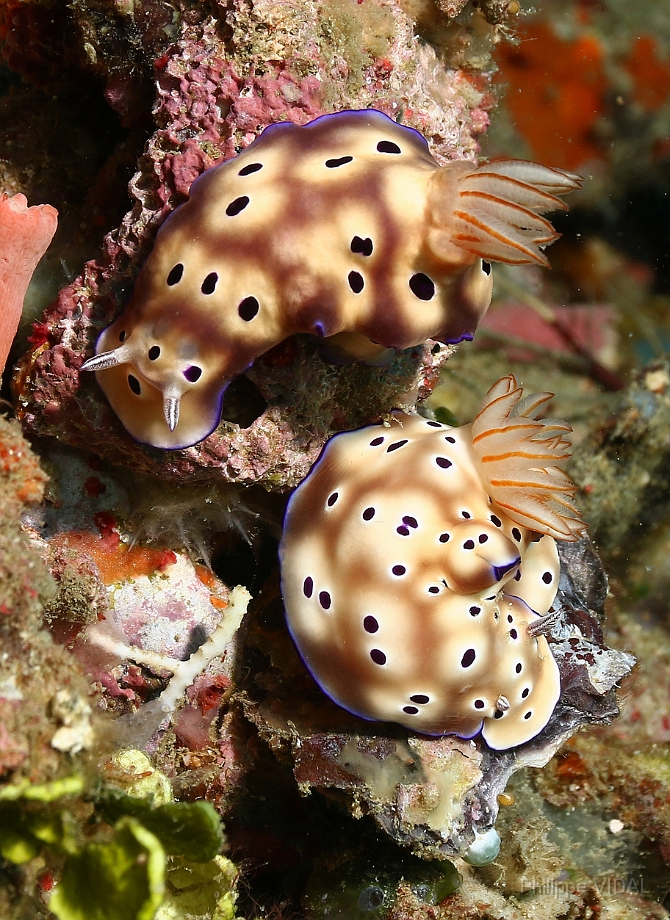 Raja Ampat 2016 - Chromodoris Coi - Co s Crmodoris  - Nudibranche - IMG_5204_rc.jpg